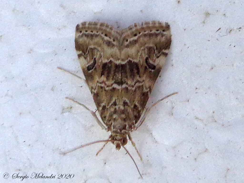 Piccola falena: Hellula undalis - Crambidae